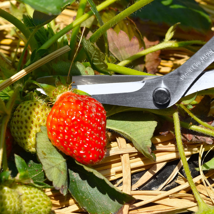 Hasegawa Knives Black Stainless Steel Home Gardening Scissors AW-165HB-E-Kiichin - The #1 Place for Japanese Goods in Your Hand!