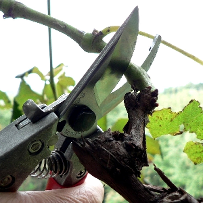 Ars VS-7Z Pruning Shears-Kiichin - The #1 Place for Japanese Goods in Your Hand!