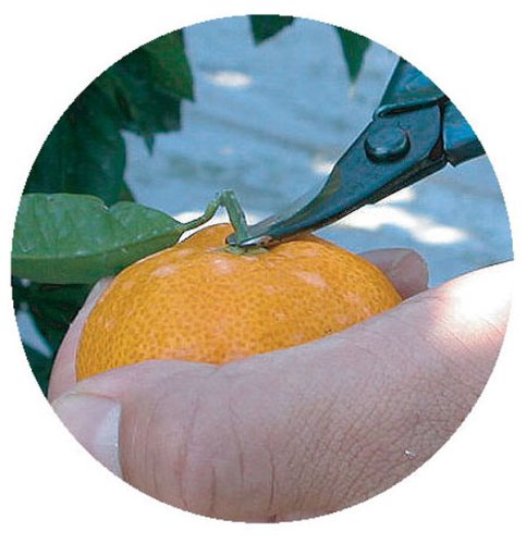 Chikamasa S-200 Naka Scissors-Kiichin - The #1 Place for Japanese Goods in Your Hand!