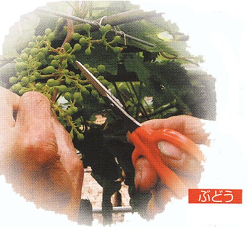 Chikamasa B-300S Professional Grape Shears 155mm-Kiichin - The #1 Place for Japanese Goods in Your Hand!