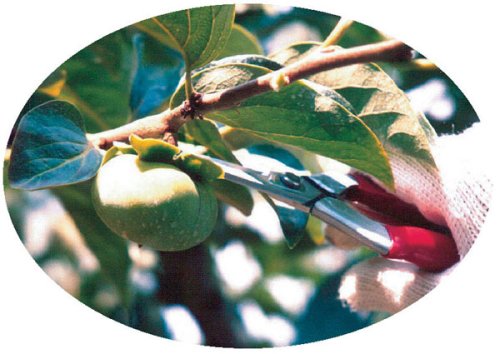 Chikamasa T-550S Stainless Steel Bud Cutting Scissors-Kiichin - The #1 Place for Japanese Goods in Your Hand!