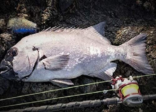 Daiwa Nylon Line Astron Ishidai Max Gamma 300 No. 14 Black Ocean-Kiichin - The #1 Place for Japanese Goods in Your Hand!